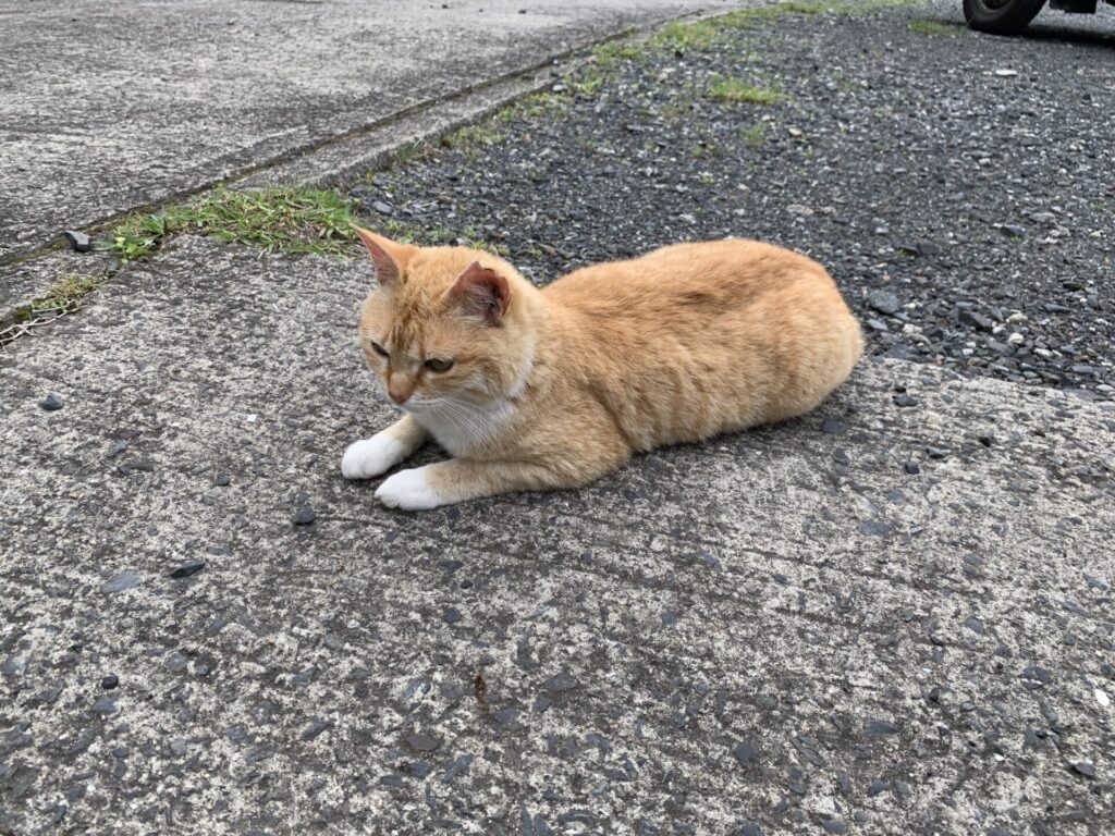 遊歩道にいた猫。観光客慣れしています。